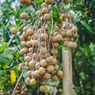 4 Oleh-oleh Khas Jember, Kopi hingga Edamame