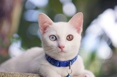 Mengenal Ras Kucing Khao Manee, Karakteristik dan Cara Perawatannya