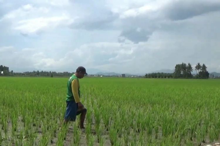 Pupuk Langka dan Naik, Petani Resah Tanaman Padinya Meranggas