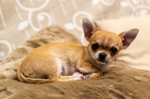 5 Fakta Unik Anjing Chihuahua, Si Kecil yang Lincah dan Berani