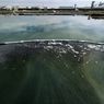 570.000 Liter Minyak Tumpah di Pantai Huntington, Banyak Burung dan Ikan Mati Terdampar