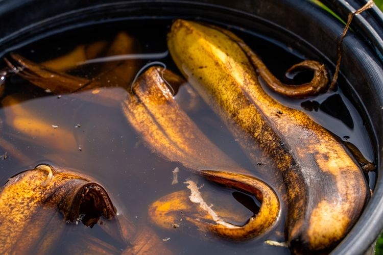 Ilustrasi kulit pisang.