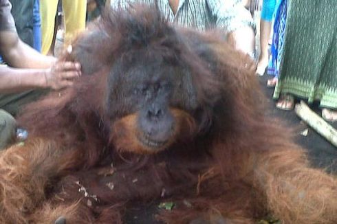 BKSDA Kalbar Selidiki Masuknya Orangutan ke Permukiman
