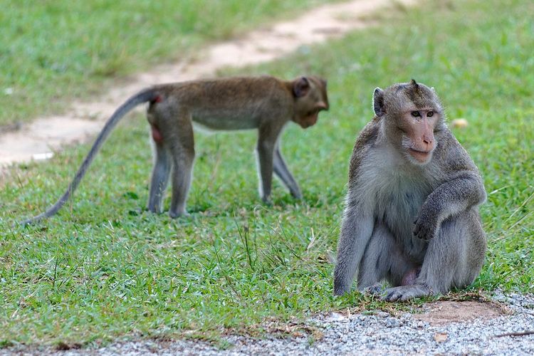 Monyet ekor panjang, Macaca fascicularis, adalah spesies primata yang masuk dalam daftar IUCN sebagai spesies terancam punah.