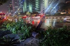Pohon Setinggi 10 Meter yang Tumbang di Jalan Gatot Subroto Jaksel Telah Dievakuasi