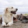 Penyebab Anjing Makan Batu dan Cara Menghentikannya