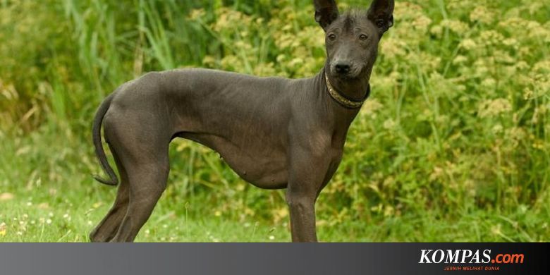 Bersejarah Anjing Tanpa Bulu Ini Sudah Ada 3 500 Tahun Lalu