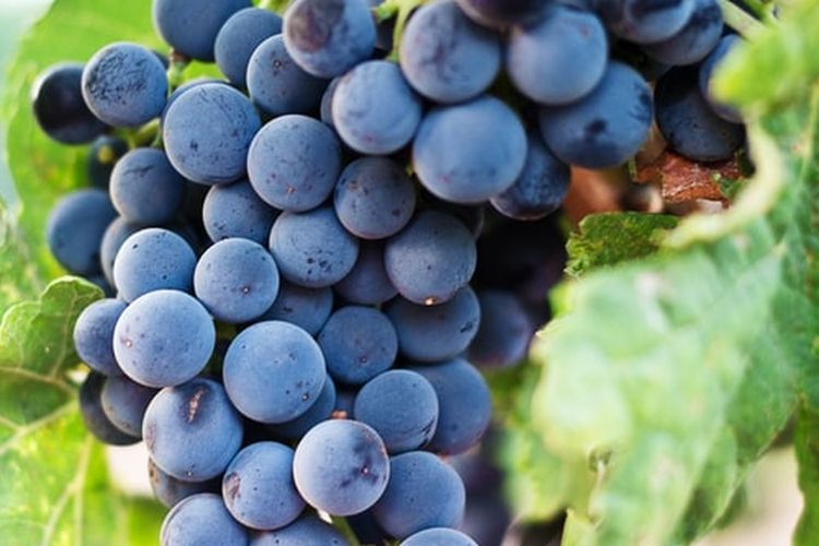 Ilustrasi tanaman anggur