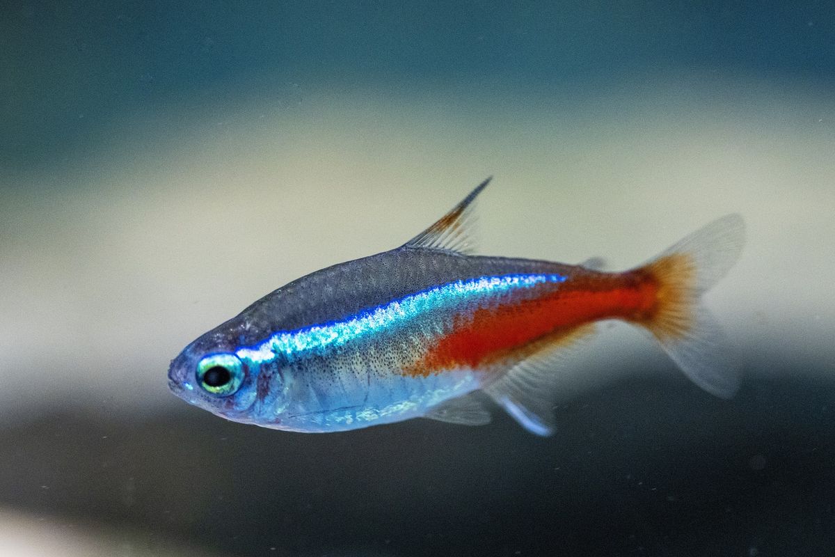 Ikan neon tetra