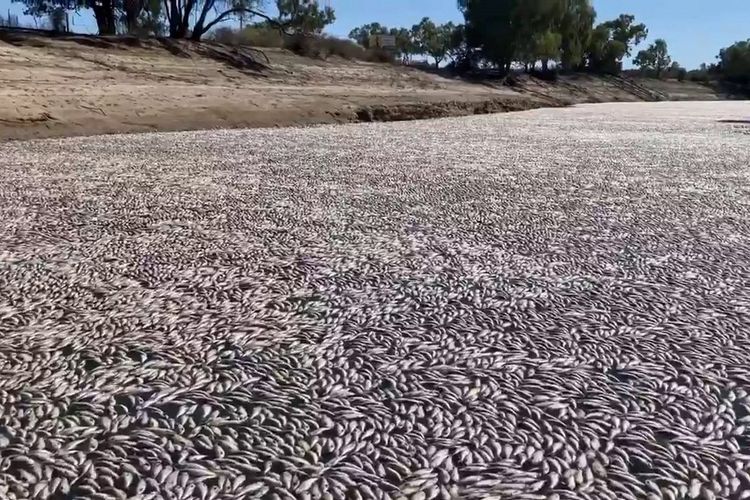 Foto ini diambil dari video yang diambil pada 17 Maret 2023 milik Graeme McCrabb. Foto menunjukkan ikan mati menyumbat sungai Darling di kota Menindee di New South Wales, Australia. Jutaan ikan yang mati dan membusuk itu telah menyumbat bentangan sungai yang luas di Menidee saat gelombang panas yang membakar melanda wilayah tersebut.
