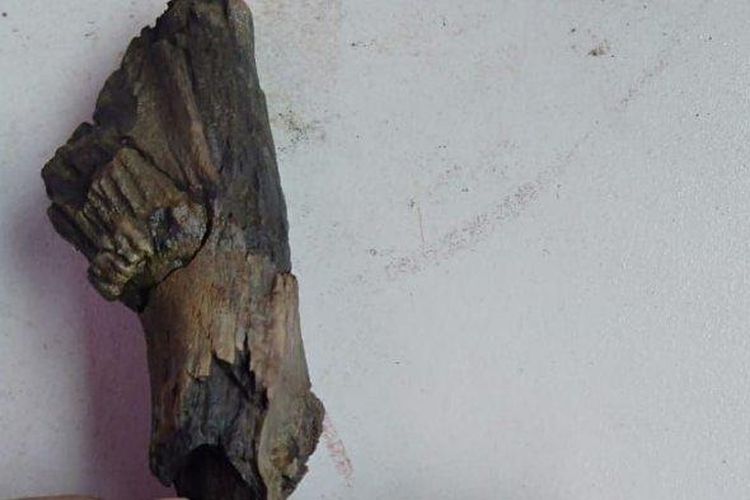 Fosil Rusa Purba yang ditemukan di Desa Baribis, Kecamatan Cigasong, Kabupaten Majalengka. 

