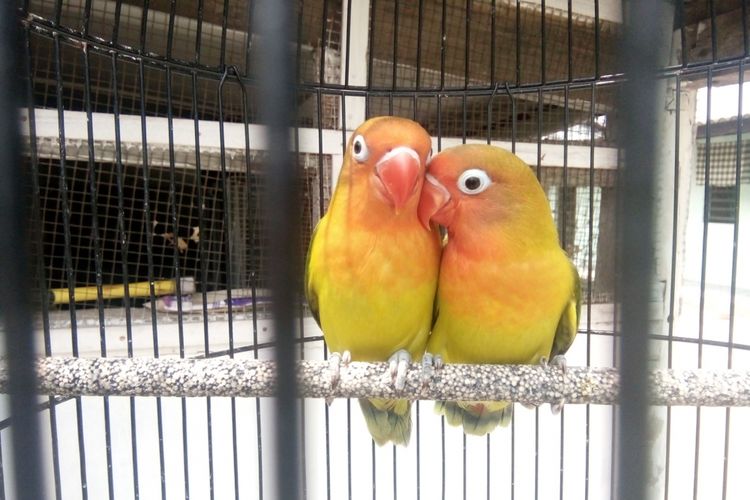 Burung Lovebird 