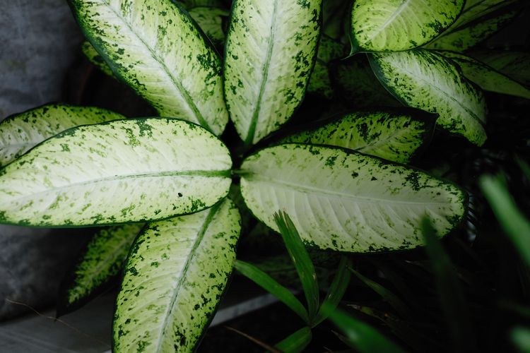 Dieffenbachia