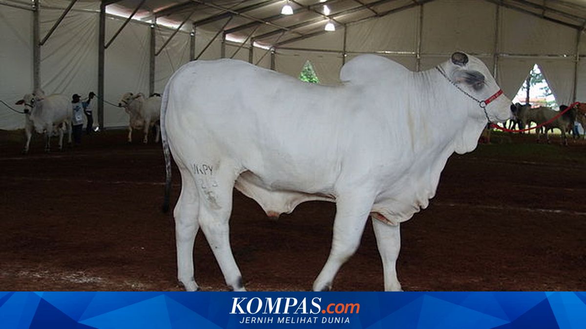 Dihargai Rp 64 Miliar, Sapi Ini Disebut Jadi yang Termahal di Dunia