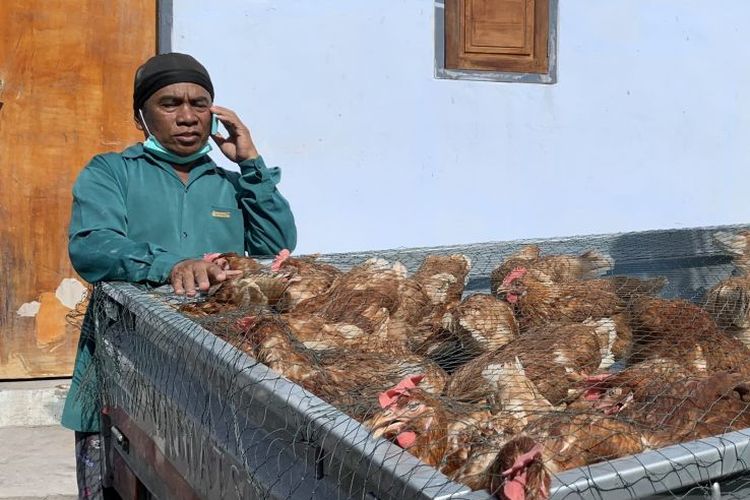 Salah seorang peternak ayam petelur Jali (50) di Dusun Sumbersari, Desa Supiturang, Kecamatan Pronojiwo, Kabupaten Lumajang, Jawa Timur, Kamis (9/12/2021) pada saat mempersiapkan ayam petelur miliknya untuk dijual.