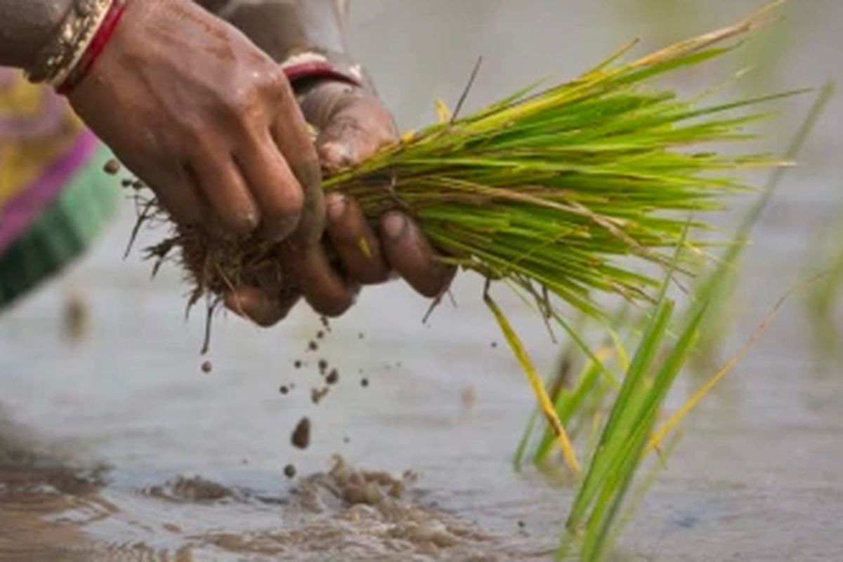 Seorang perempuan India menanam kembali bibit padi di sawah di pinggiran Gauhati, India, 30 Januari 2018.