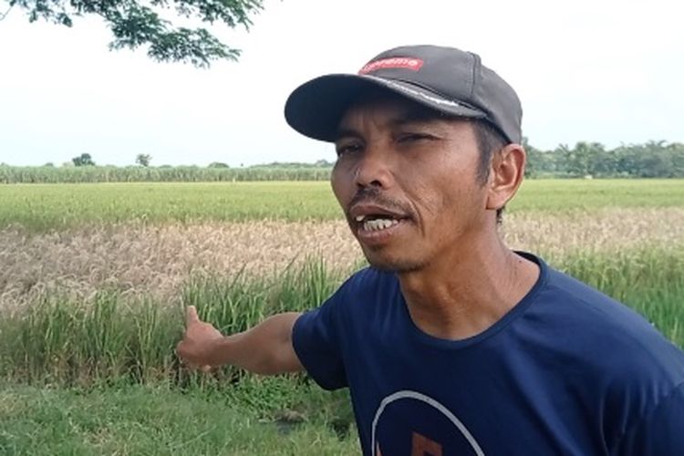 Gunawam petani di Desa Gebyog cemas sawahnya gagal panen akibat hama wereng, Senin (25/3/2024).