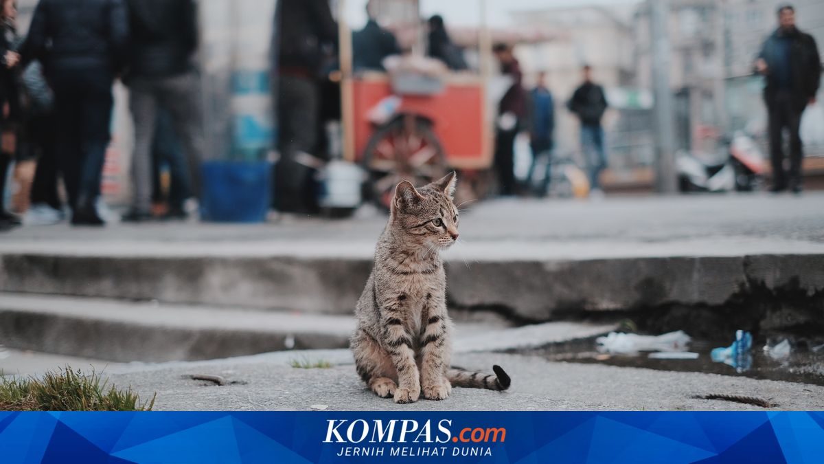Populasi Kucing Liar di Jakarta Tembus 300.000 Ekor, Ini Strategi Pengendalian Pemprov DKI