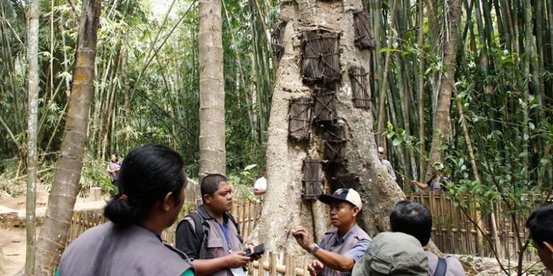 Obyek wisata Baby Grave Kambira di Kabupaten Tana Toraja, Sulawesi Selatan, Selasa (18/11/2014). Di sini jenazah bayi dimakamkan dalam pohon Taraa. Bayi yang meninggal dan dimakamkan di pohon ini syaratnya berusia di bawah 6 bulan.