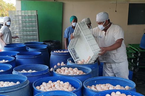 Disparitas Harga Ayam Tinggi, Kementan Siapkan Langkah Ini