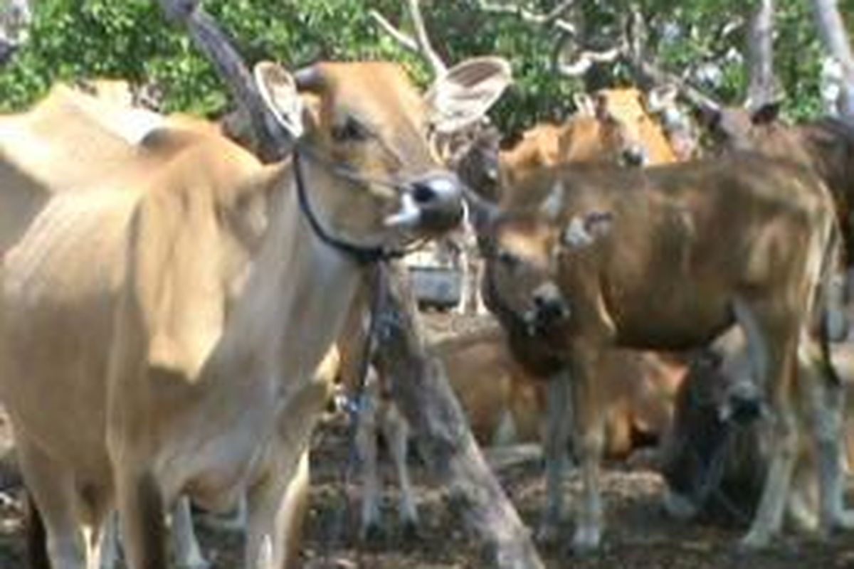 Peternak dan Pemerintah Polewali Mandar siap berkontribusi memasok kebutuhan daging sapi ke pulau Jawa.