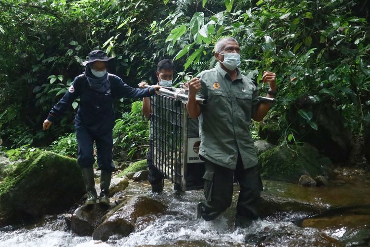 Proses pengangkatan Siamang ke Taman Nasional Kerinci Seblat, pada  Selasa (22/6/2021) oleh tim BKSDA Jambi.