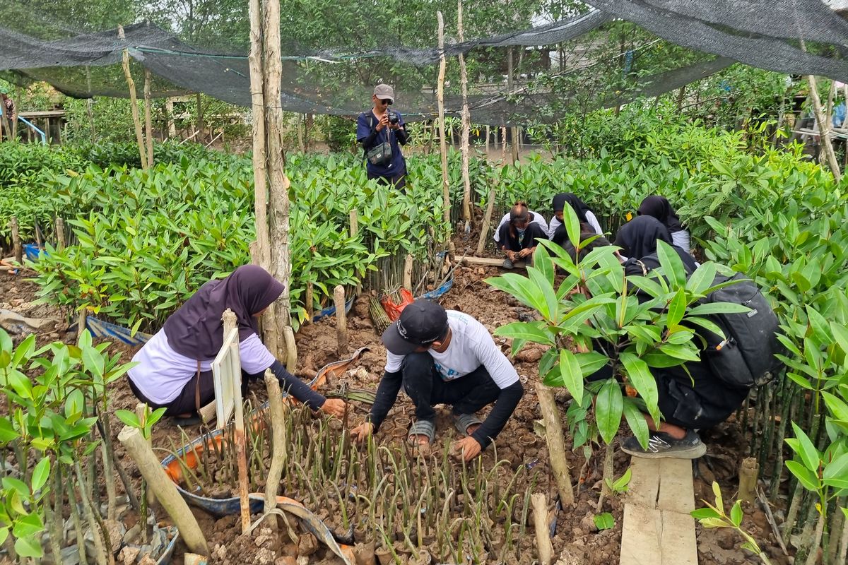 Warga mengurus bibit mangrove di Desa Sungsang IV, Kabupaten Banyuasin, Provinsi Sulawesi Selatan, Kamis (29/8/2024).