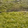 Jenis-jenis Alga