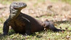 Gubernur NTT: Kondisi Komodo Baik-baik Saja