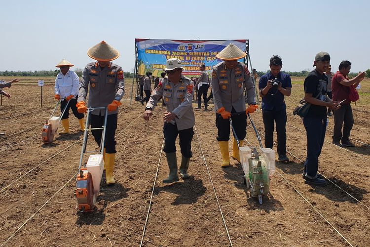 Indramayu Jadi Andalan Penghasil Jagung di Jabar, Topang Swasembada Pangan Nasional