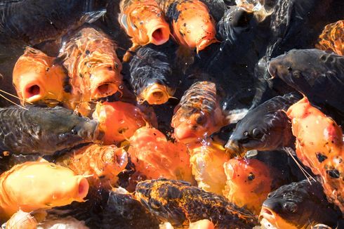 Syarat Hewan yang Bisa Dijadikan Pakan Ikan, Jangan Asal! 