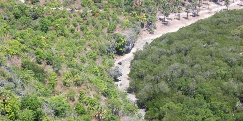 Tampak garis batas yang tegas antara hutan bakau di pantai dan pohon lontar di pesisir sebagai upaya mengamankan pulau Rote dari gelombang tinggi. Lautan Samudera Hindia, Laut Timor dan Laut Sawu mengelilingi pulau kecil itu, beresiko bagi keberadaan pulau ke depan.