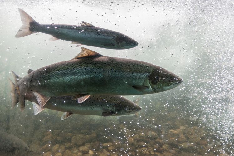 Ilustrasi ikan salmon. Habitat ikan salmon di Sungai Fraser, 85 persen habitatnya hilang, menyebabkan populasi ikan salmon terus menurun.