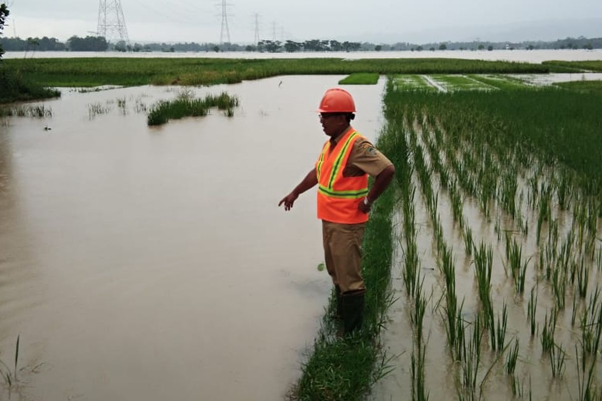 CEK LAHAN PERTANIAN: Petugas UPT DPU Wilayah Sumpiuh, Kabupaten Banyumas, Jawa Tengah, mengecek lahan pertanian yang terendam banjir, Selasa (19/3/2019).