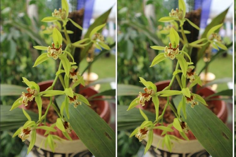 Anggrek Coelogyne marthae SEC Sierra yang langka dan hidup secara endemik di Indonesia.