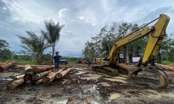 Ratusan Gelondongan Kayu Ilegal Diangkut dari Hutan Tapanuli Selatan