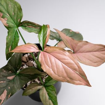 Ilustrasi tanaman hias Syngonium Pink Splash. 