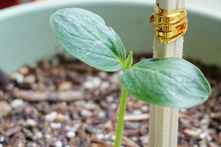 Ilustrasi menanam timun di pot