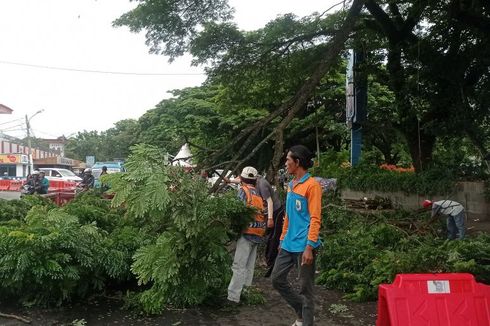 Antisipasi Bencana, Pemkab Lebak Pangkas Pohon-pohon Tua