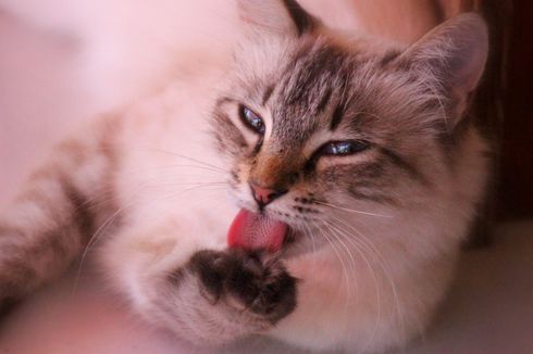 6 Manfaat Menjilati Tubuh bagi Kucing