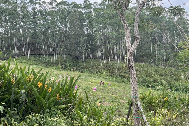 Pemandangan hutan jika dilihat dari lokasi Titik Nol Nusantara, IKN, Selasa (3/10/2023).