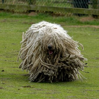 Ilustrasi ras anjing Komondor.