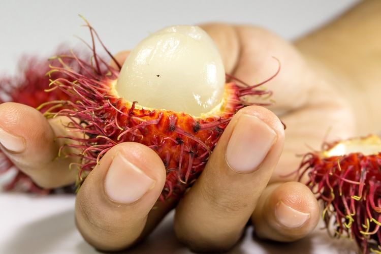 Ilustrasi rambutan, buah rambutan.