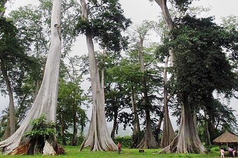 Melihat Pohon Purba di Lombok Timur