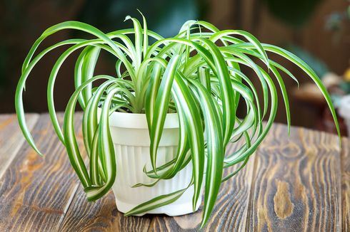 Cara Merawat Tanaman Spider Plant, Tak Perlu Perhatian Khusus