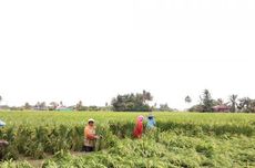 Mengenal Tradisi Marsialapari, Gotong Royong Masyarakat Mandailing