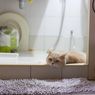 5 Alasan Kucing Suka Mengikuti Pemiliknya ke Kamar Mandi