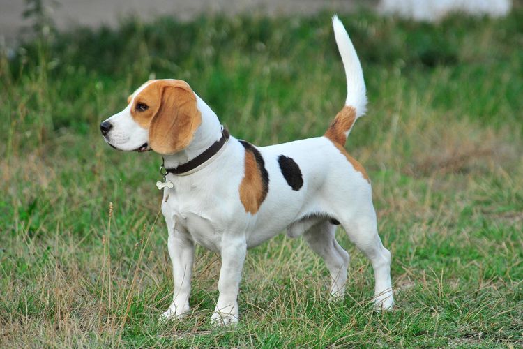 Ilustrasi anjing Beagle. 