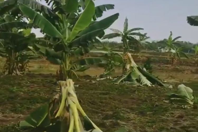 Beberapa pohon pisang milik warga yang tumbang di Desa Surabayan, Kecamatan Sukodadi, Lamongan, usai dirusak sekumpulan bocah yang tengah demam 'salam dari Binjai.'