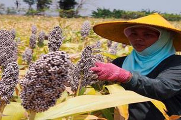 Petani di Desa Keongan, Kecamatan Babat, Kabupaten Lamongan, Jawa Timur, memanen sorgum, Senin (24/9/2012).